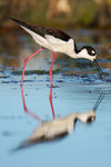 Black Neck Stilt by Andrea Boyle