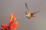 Hummingbird and Orange Flower by Andrea Boyle