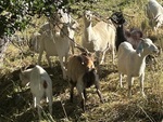 Goat Time! by Carl Garrubba