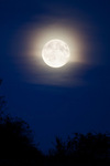 SnowMoon by Elizabeth Truesdell