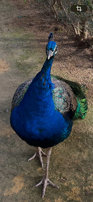 image preview