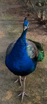 Peacock, Seville, Spain by Ellen Christianson