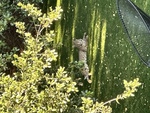 Bobcat in my daughter's backyard #2 by Emma Ergon