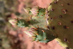 Cactus Flower by Laura Stivers
