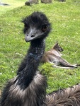 Emu and Kangaroo by Laura Stivers