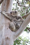 Koala Mother Love by Laura Stivers