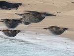 Sea Turtles by Mary Sevigny
