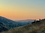 Deer in Lucas Valley by Nicola Pitchford