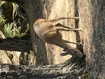 Deer by Mary Sevigny